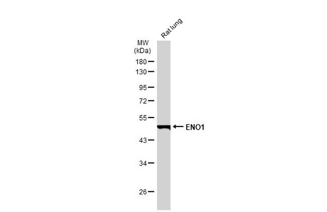 ENO1 Antibody in Western Blot (WB)