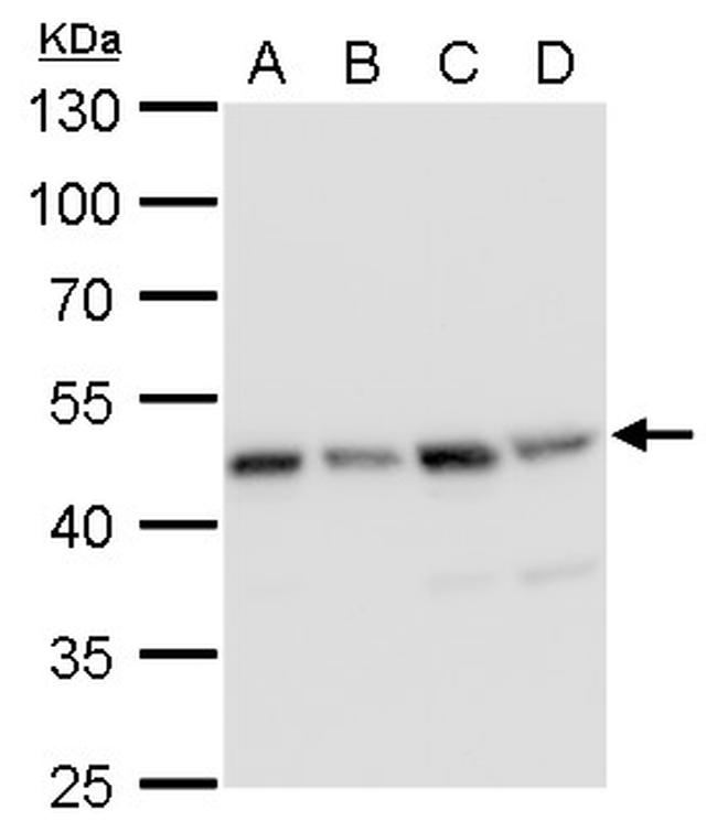 MEK2 Antibody in Western Blot (WB)