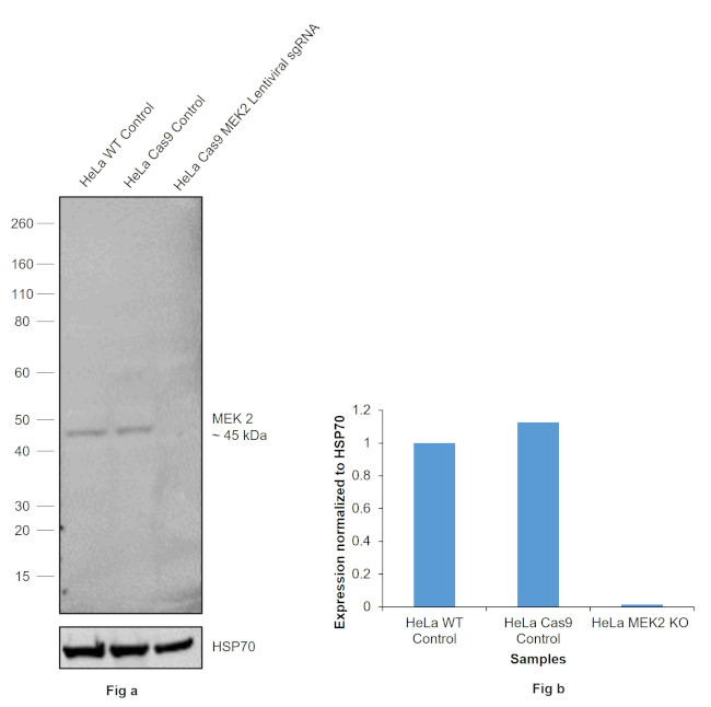 MEK2 Antibody in Western Blot (WB)