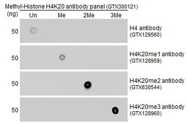 H4K20me2 Antibody in Dot Blot (DB)