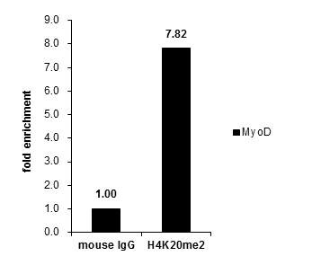 H4K20me2 Antibody in ChIP Assay (ChIP)