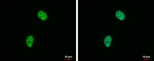 H4K20me2 Antibody in Immunocytochemistry (ICC/IF)