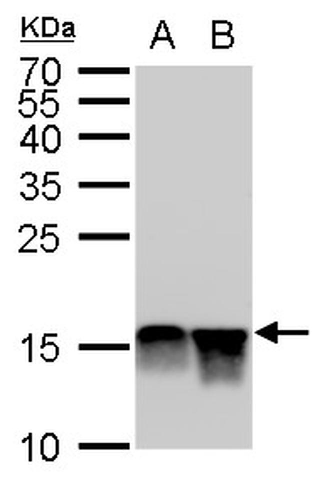 H4K20me2 Antibody in Western Blot (WB)