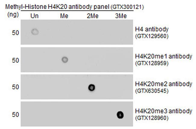 H4K20me2 Antibody in Dot Blot (DB)