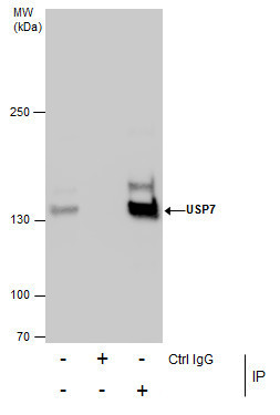 USP7 Antibody in Immunoprecipitation (IP)