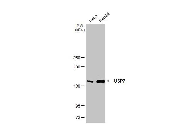 USP7 Antibody in Western Blot (WB)