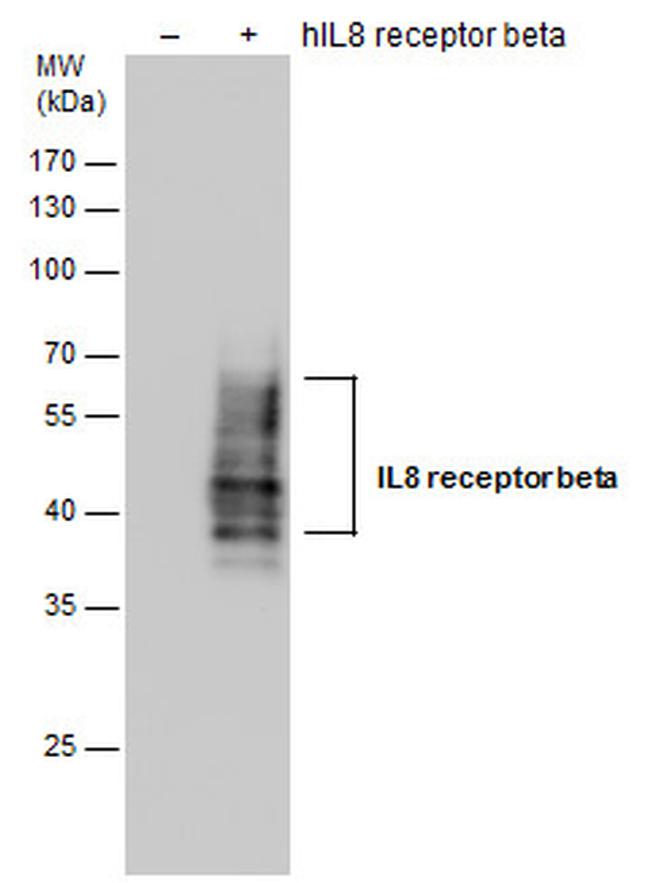 CXCR2 Antibody in Western Blot (WB)