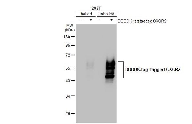 CXCR2 Antibody in Western Blot (WB)