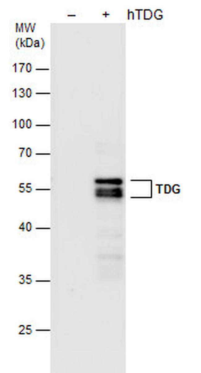 TDG Antibody in Western Blot (WB)