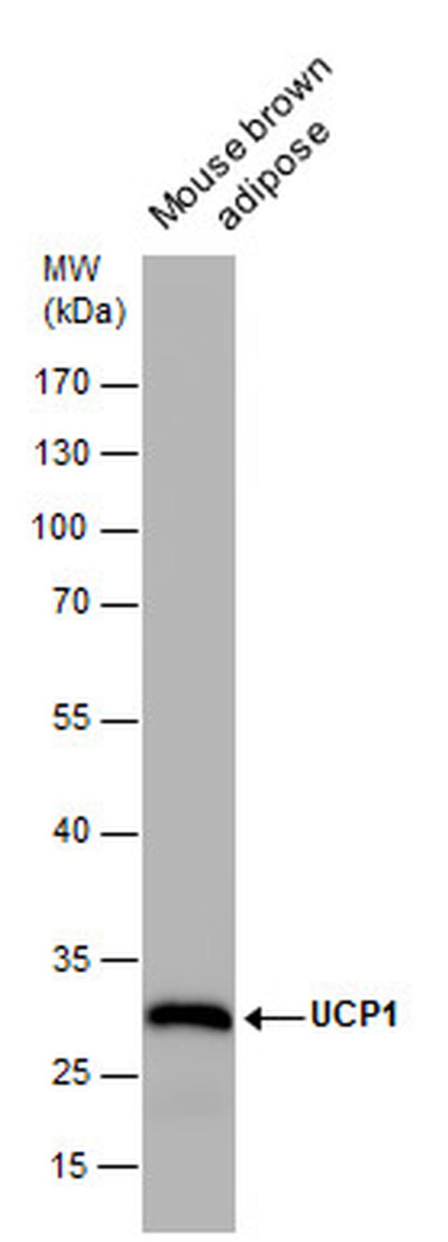 UCP1 Antibody in Western Blot (WB)