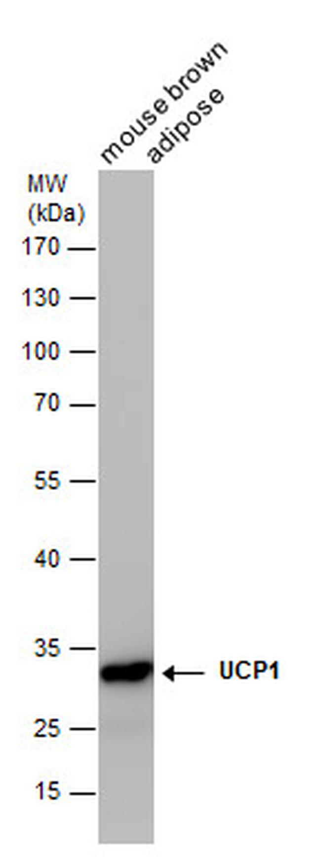 UCP1 Antibody in Western Blot (WB)