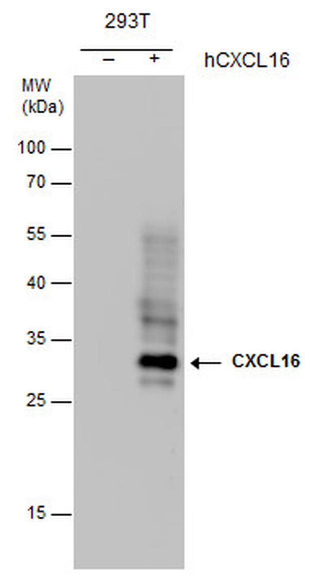 CXCL16 Antibody in Western Blot (WB)