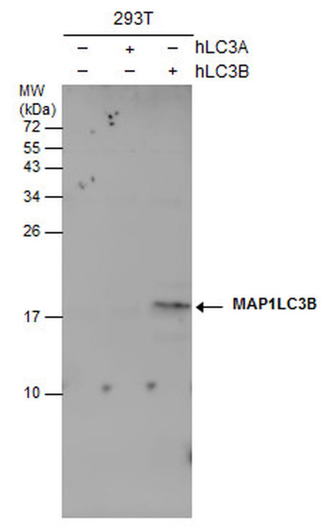 LC3B Antibody in Western Blot (WB)