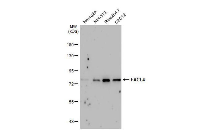 ACSL4 Antibody in Western Blot (WB)