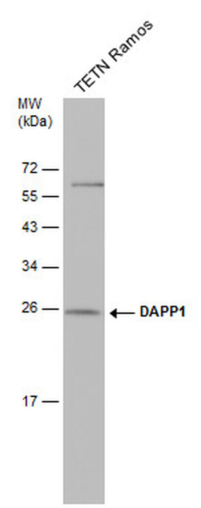 DAPP1 Antibody in Western Blot (WB)