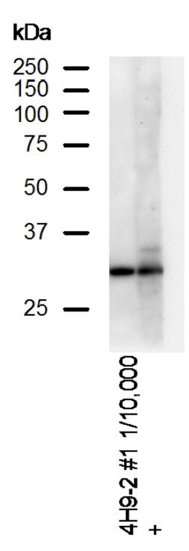 DAPP1 Antibody in Western Blot (WB)