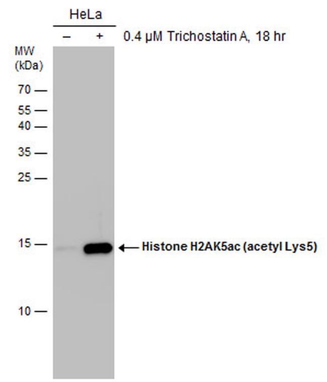 H2AK5ac Antibody in Western Blot (WB)