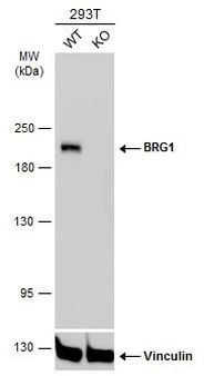 BRG1 Antibody