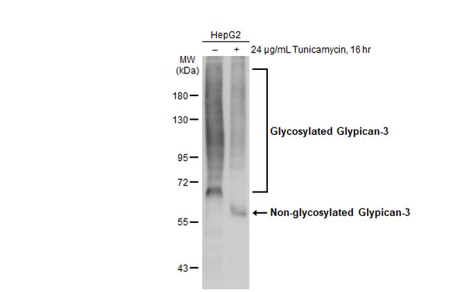 Glypican 3 Antibody in Western Blot (WB)