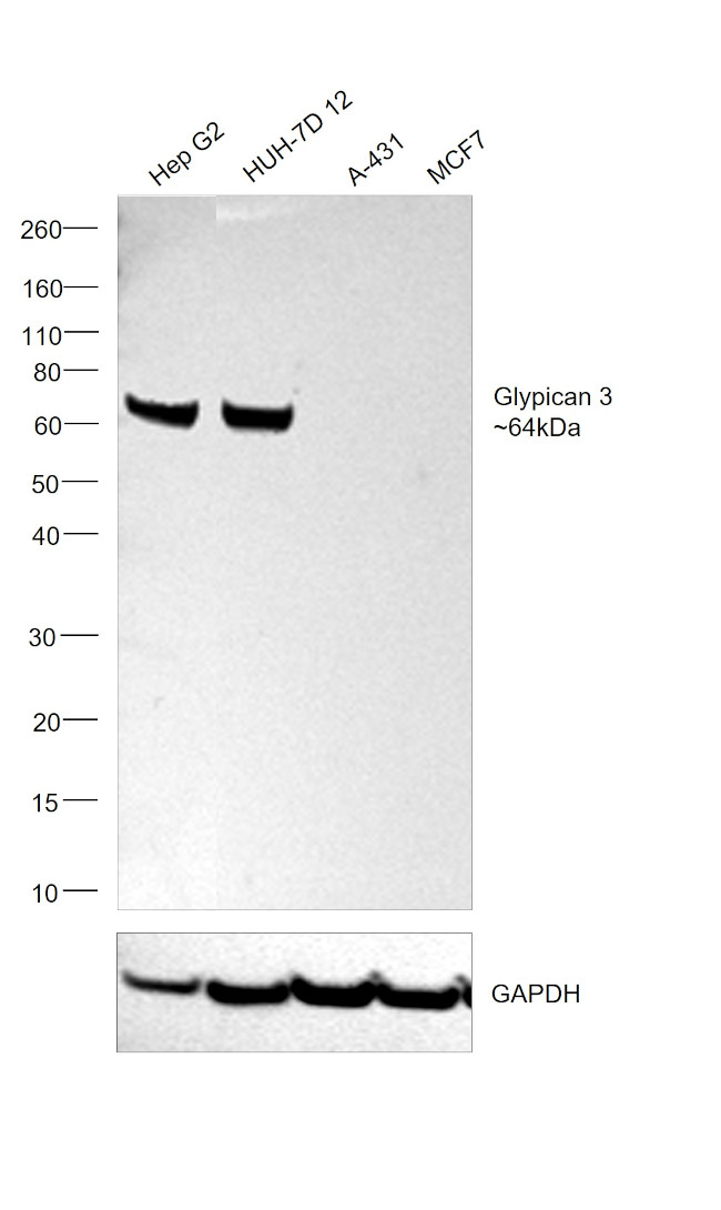 Glypican 3 Antibody in Western Blot (WB)