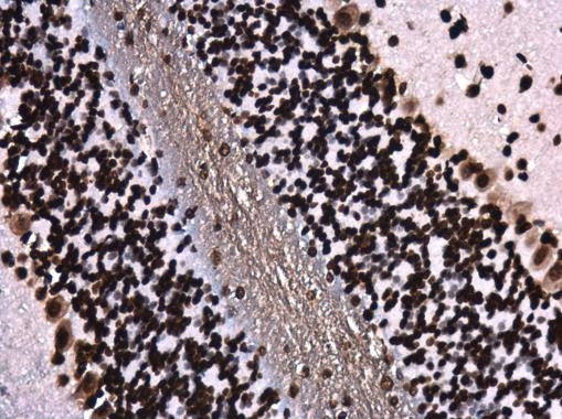 H4K8ac Antibody in Immunohistochemistry (Paraffin) (IHC (P))