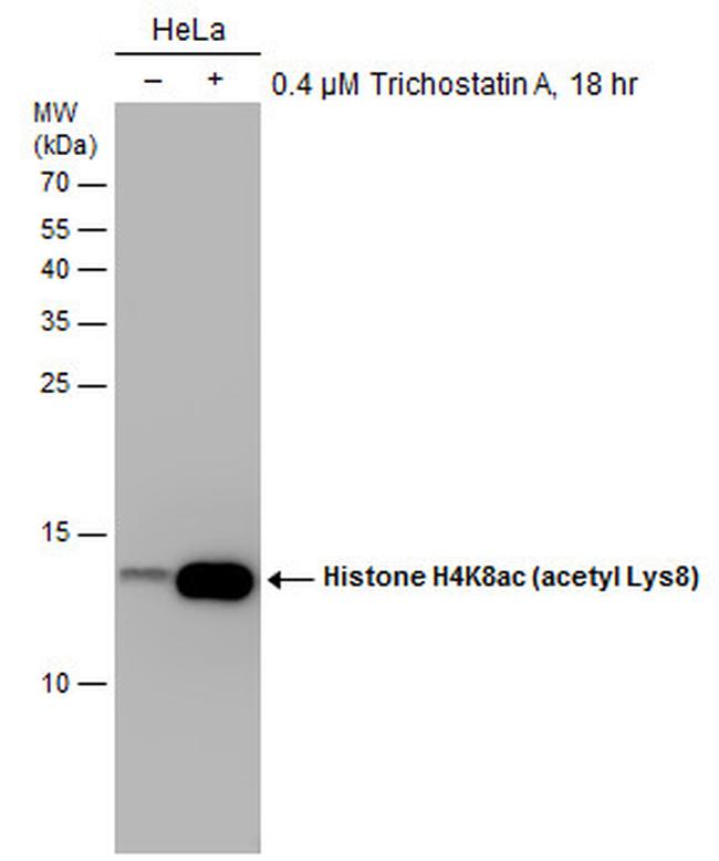 H4K8ac Antibody in Western Blot (WB)