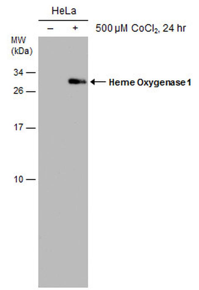 HMOX1 Antibody in Western Blot (WB)