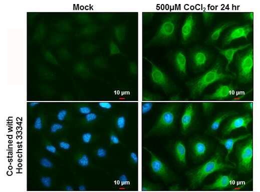 HMOX1 Antibody in Immunocytochemistry (ICC/IF)