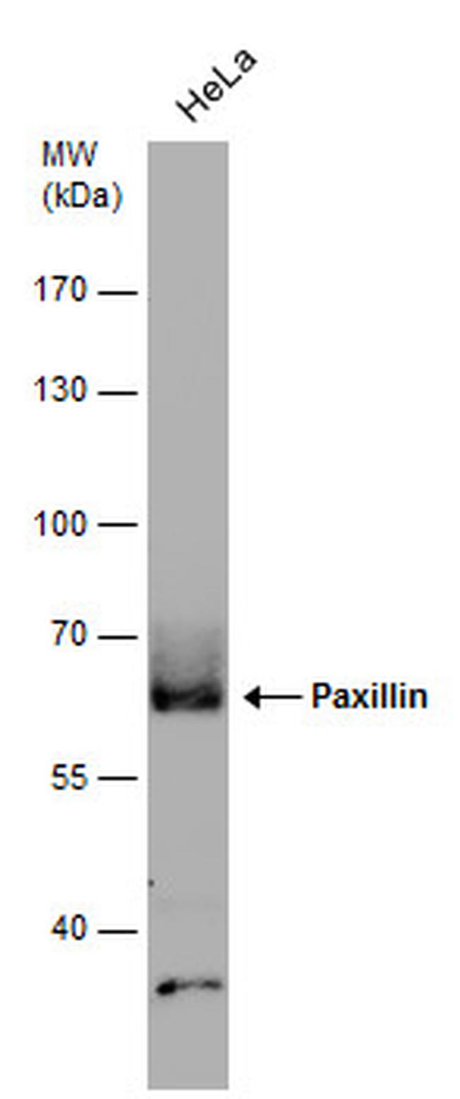 Paxillin Antibody in Western Blot (WB)