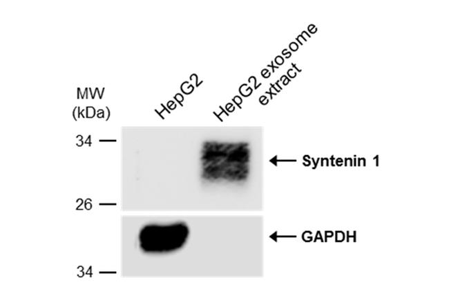 Syntenin 1 Antibody in Western Blot (WB)