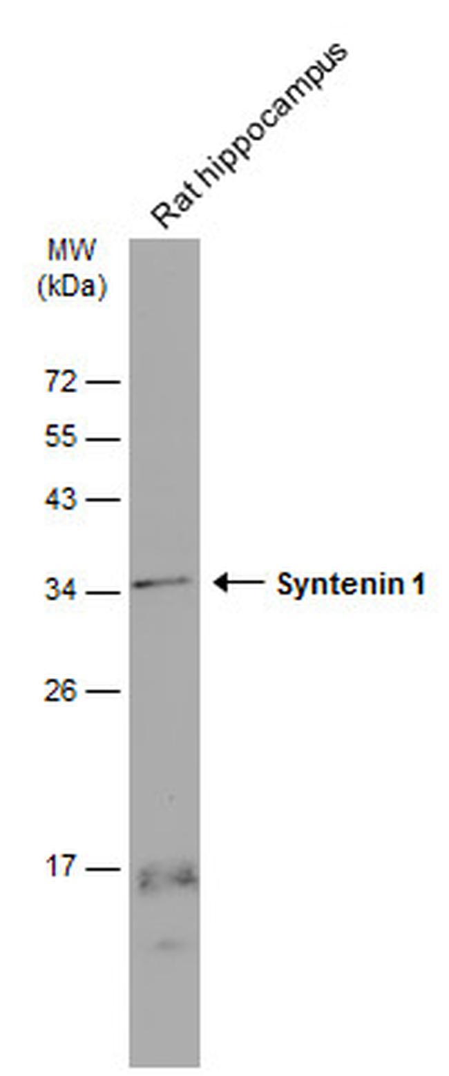 Syntenin 1 Antibody in Western Blot (WB)