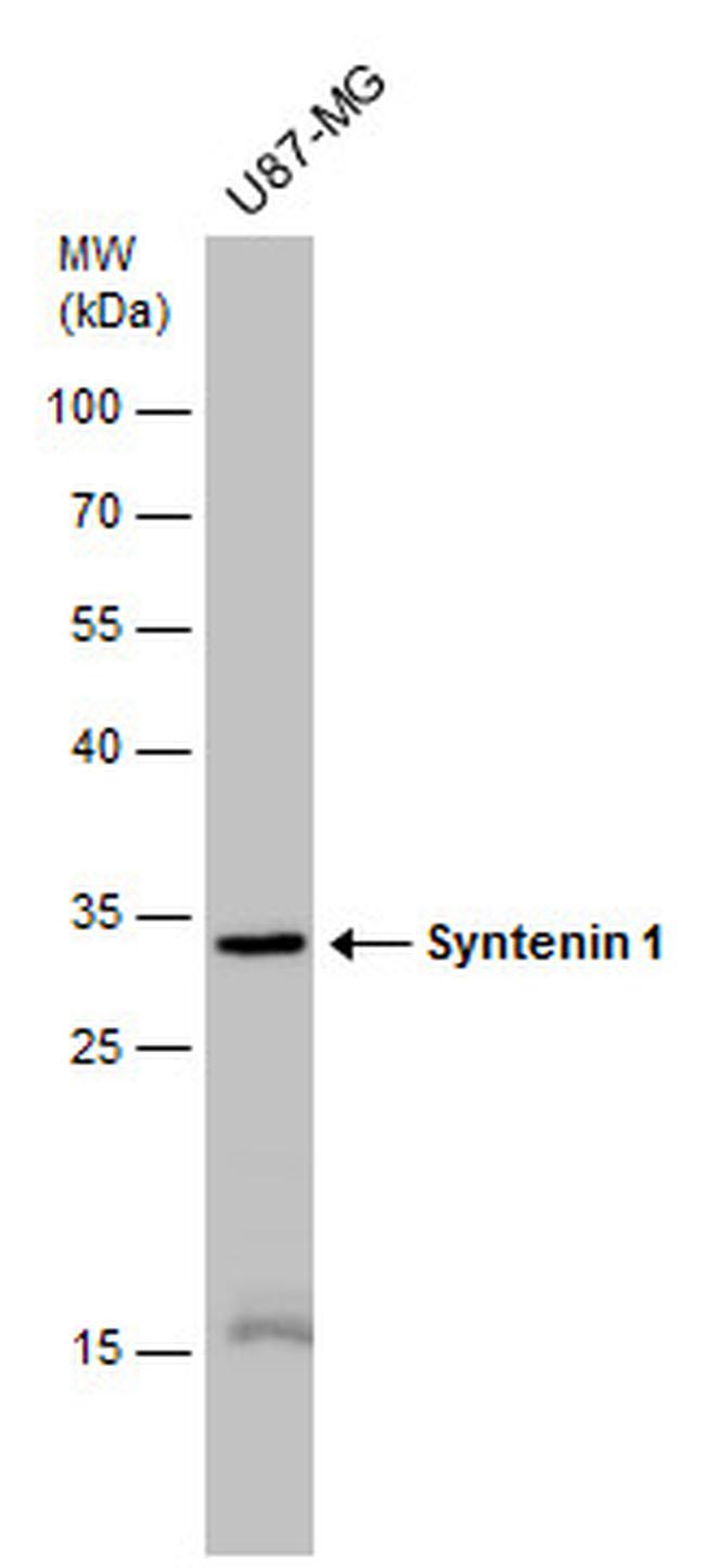 Syntenin 1 Antibody in Western Blot (WB)