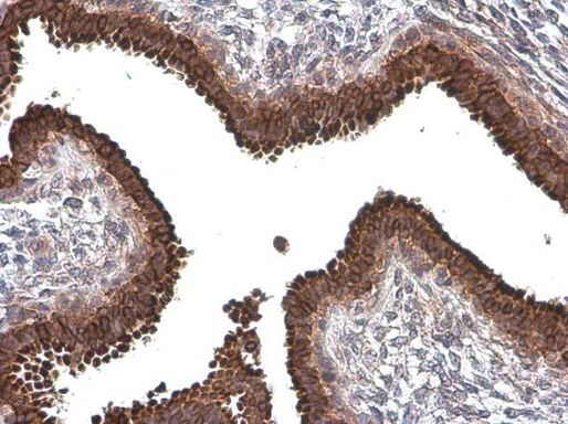 AGR2 Antibody in Immunohistochemistry (Paraffin) (IHC (P))