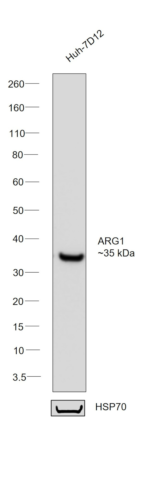 Arginase 1 Antibody in Western Blot (WB)