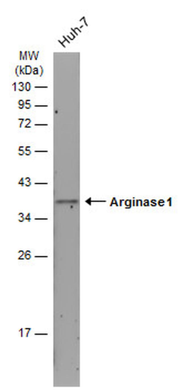 Arginase 1 Antibody in Western Blot (WB)