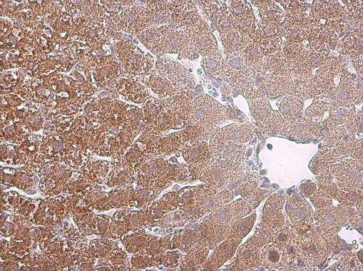 Arginase 1 Antibody in Immunohistochemistry (Paraffin) (IHC (P))