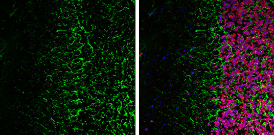 NF-H Antibody in Immunohistochemistry (Frozen) (IHC (F))