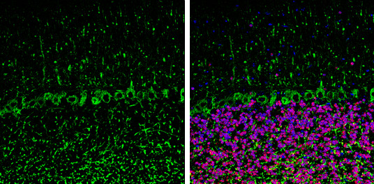 NF-H Antibody in Immunohistochemistry (Frozen) (IHC (F))