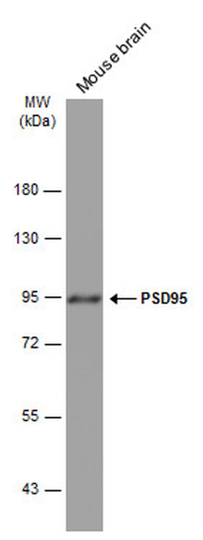 PSD-95 Antibody in Western Blot (WB)