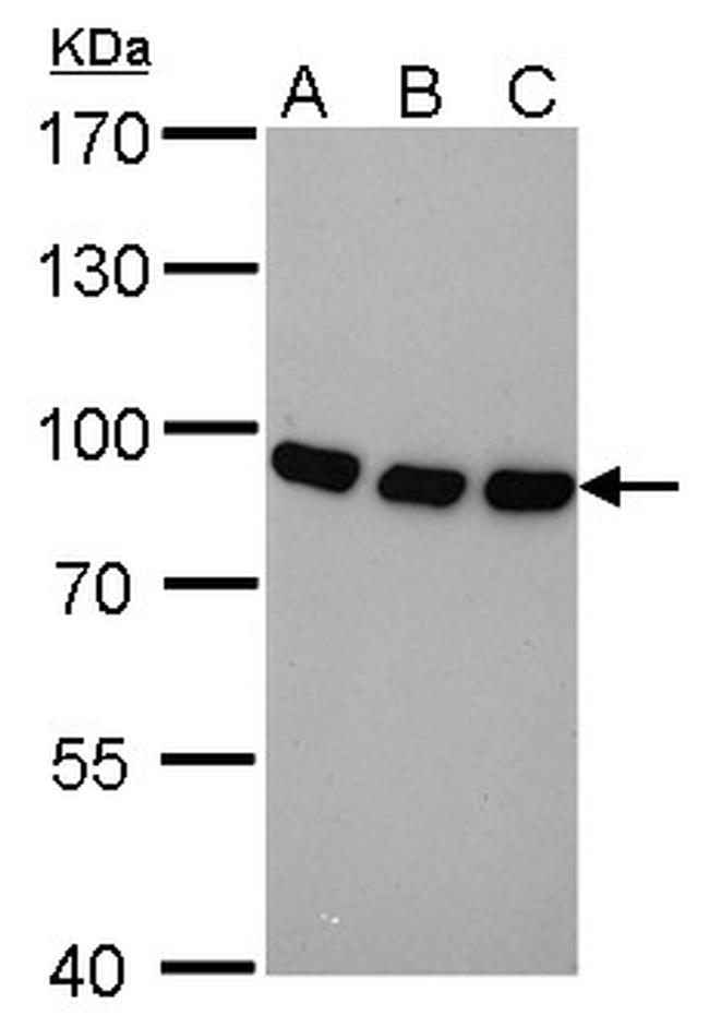 Nuclear Matrix Protein p84 Antibody in Western Blot (WB)