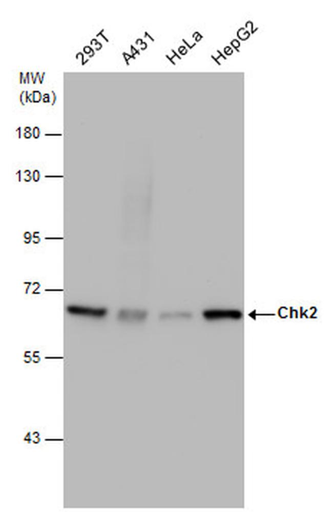 CHK2 Antibody in Western Blot (WB)