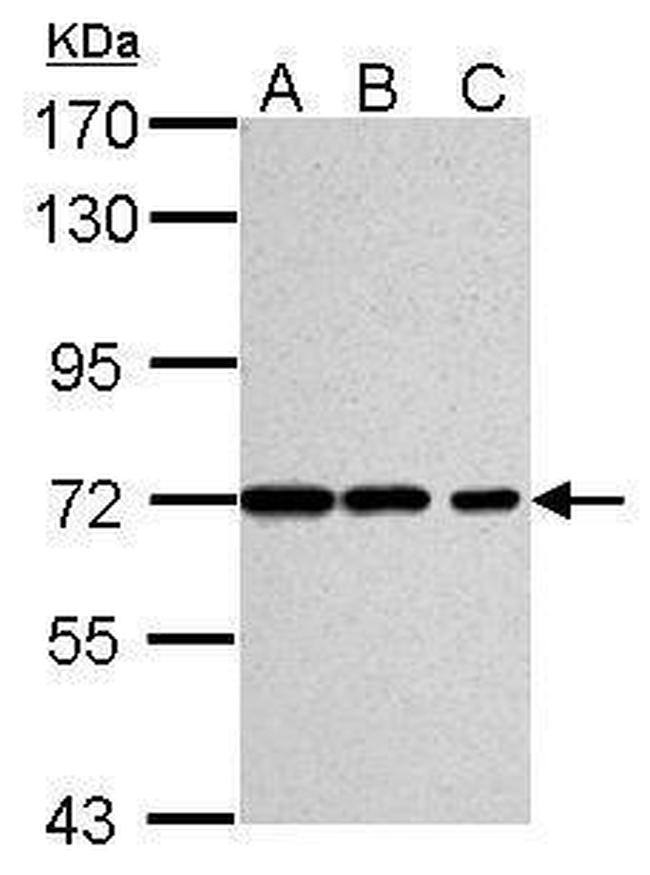 Ku70 Antibody in Western Blot (WB)