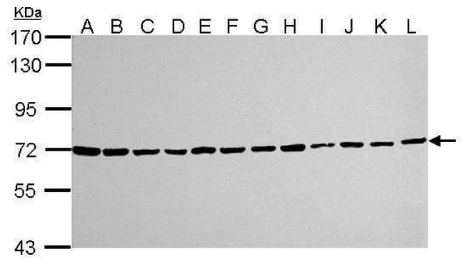 Ku70 Antibody in Western Blot (WB)