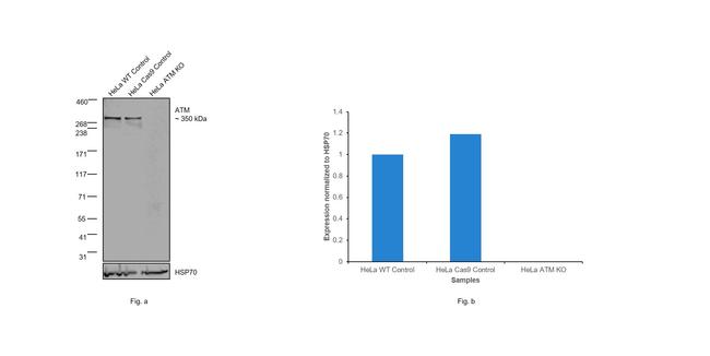 ATM Antibody in Western Blot (WB)