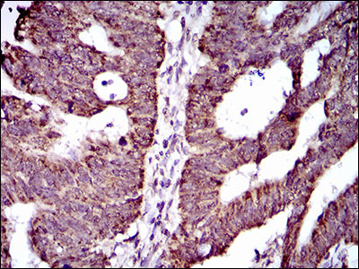 ABCG5 Antibody in Immunohistochemistry (Paraffin) (IHC (P))