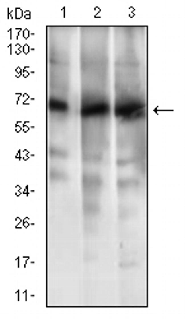 ABCG5 Antibody in Western Blot (WB)