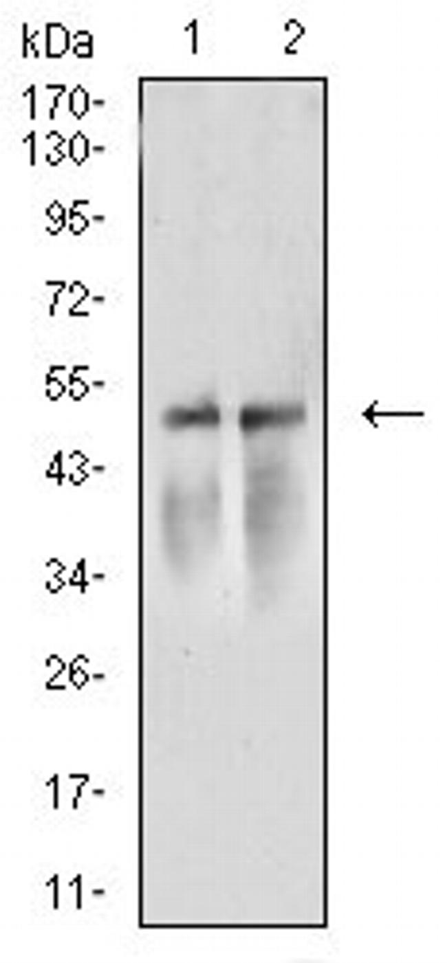 Arp3 Antibody in Western Blot (WB)