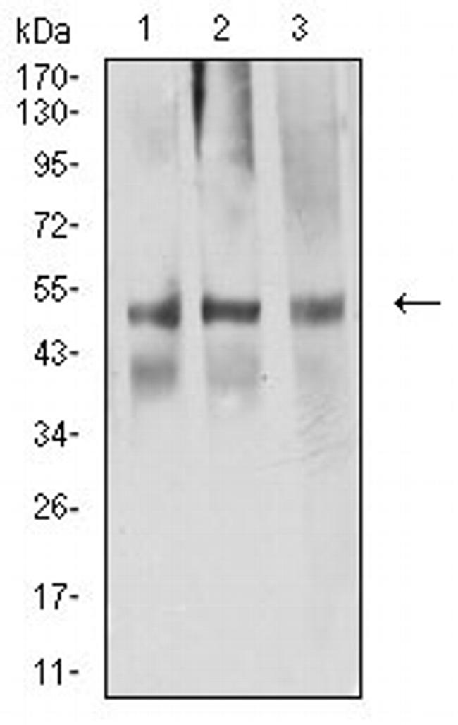 Arp3 Antibody in Western Blot (WB)