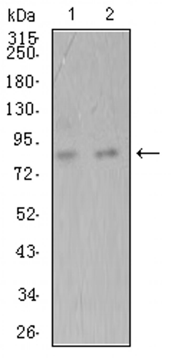 ADAMTS1 Antibody in Western Blot (WB)
