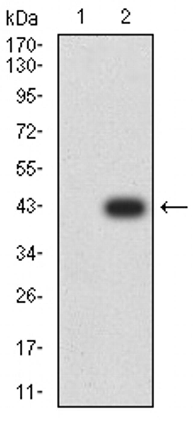 ADAMTS1 Antibody in Western Blot (WB)